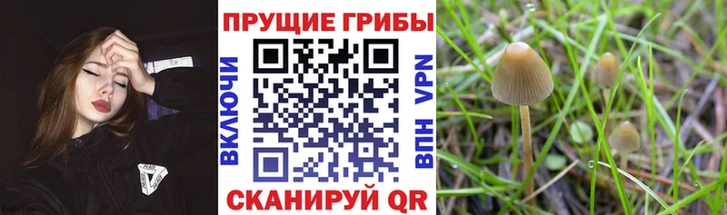 Псилоцибиновые грибы прущие грибы  как найти закладки  Саки 